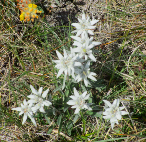 Edelweiss Graswurzle Unterengadin