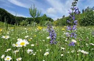 Blumenwiese
