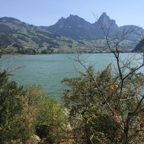 Graswurzle Schwyz
